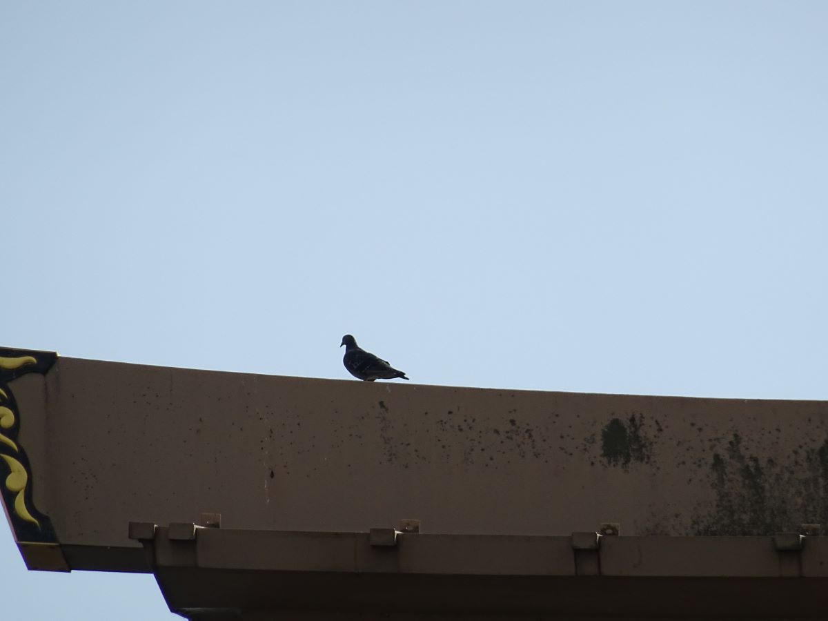 大鳥居の上の鳥