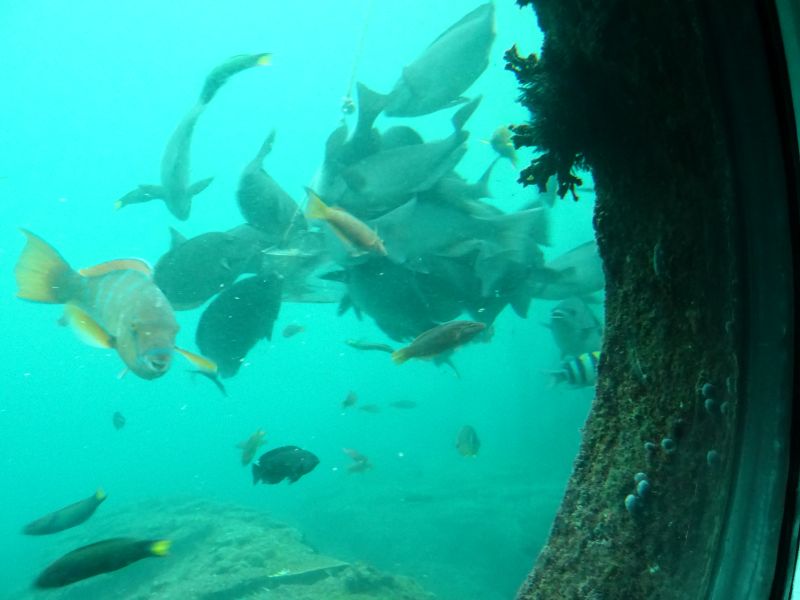 群がる魚たち